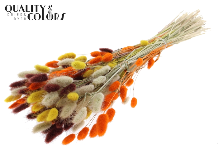 Lagurus Premium per bunch Colourful 3