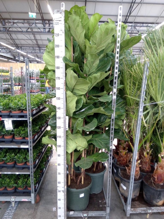 <h4>Ficus lyrata</h4>