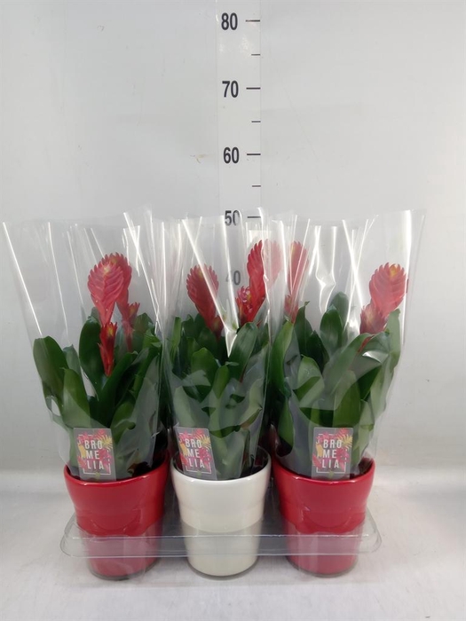 <h4>Vriesea  'Style'</h4>