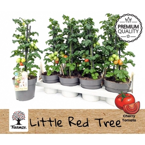 TOMATENPLANTEN
