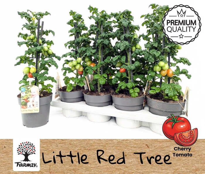 <h4>TOMATENPLANTEN</h4>