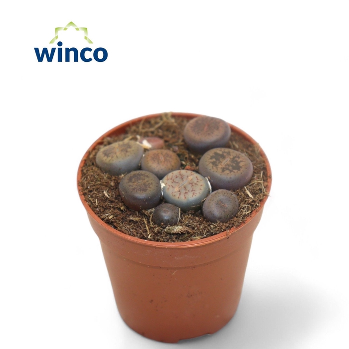 <h4>Lithops (group)</h4>