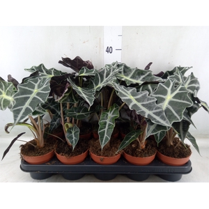 Alocasia amazonica 'Polly'