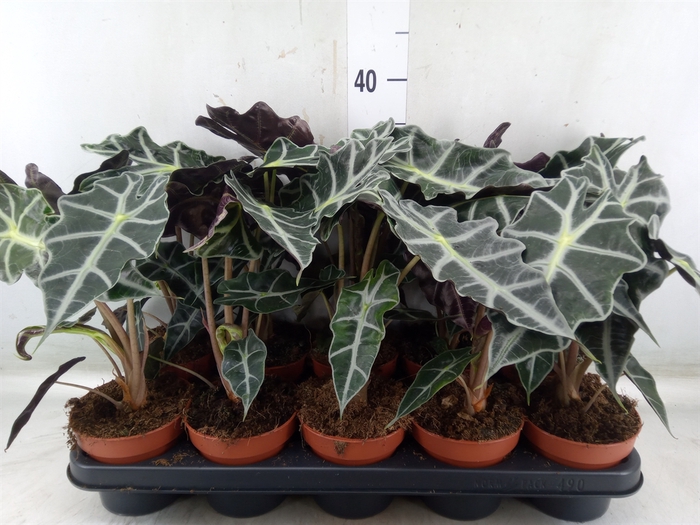 <h4>Alocasia amazonica 'Polly'</h4>