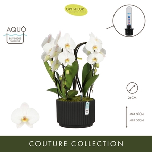 Arrangementen Phalaenopsis mt H%