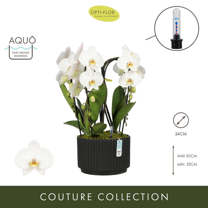 <h4>Arrangementen Phalaenopsis mt H%</h4>