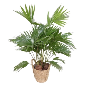 Livistona rotundifolia in mand Krakau