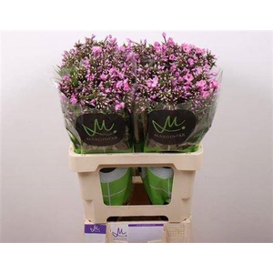 Phlox P Pink Eyes