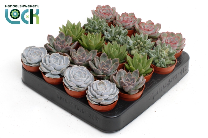 <h4>Echeveria Mix</h4>