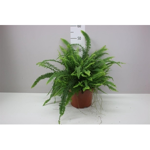 Nephrolepis Ex Green Lady