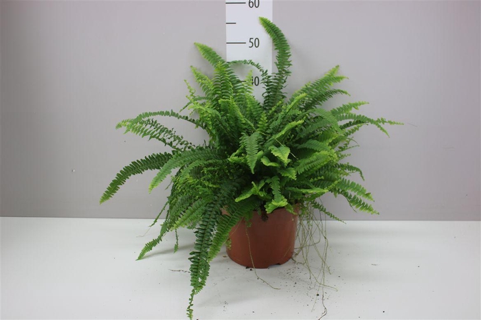 <h4>Nephrolepis Ex Green Lady</h4>