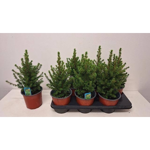 PICEA GL CONICA