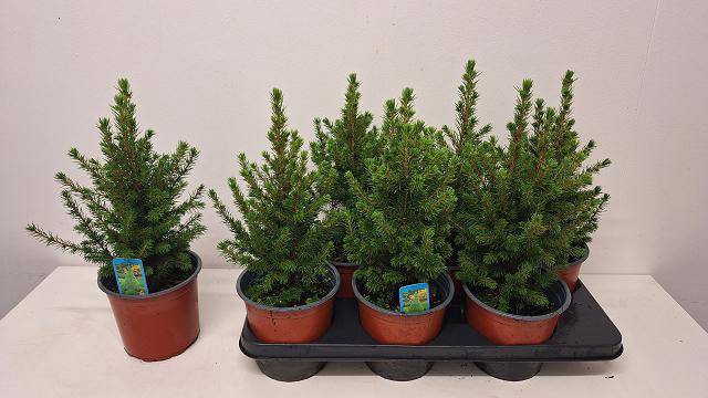 <h4>PICEA GL CONICA</h4>