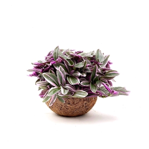 Kokodama 15 cm Pink (No String)