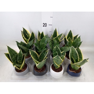 Arr.   Kamerplant Groen L%