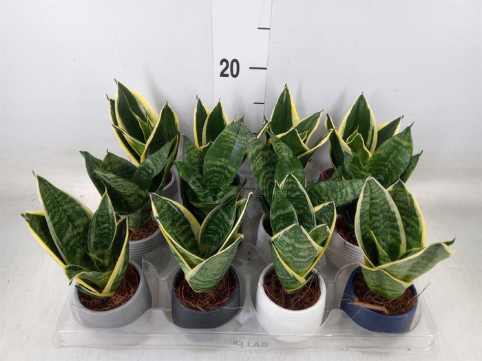 <h4>Arr. Kamerplant Groen L%</h4>