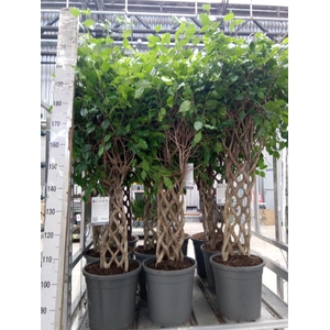 Ficus benja.   ...special shapes