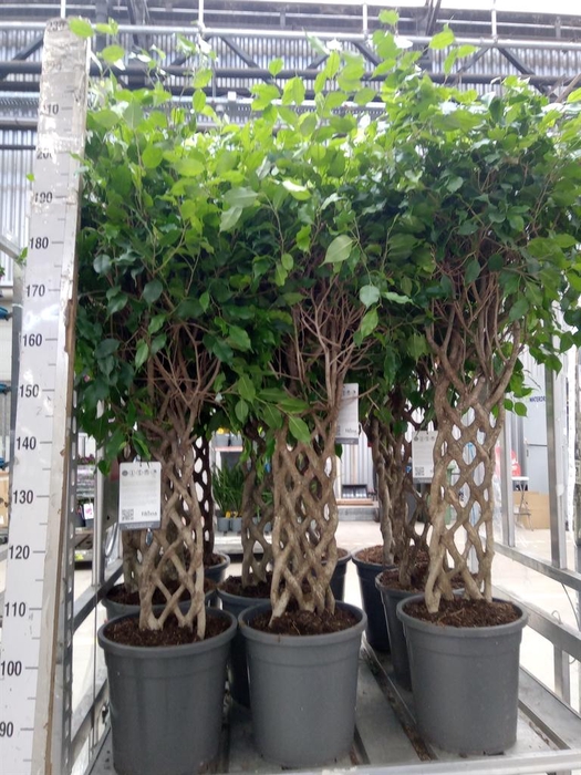 <h4>Ficus benja.   ...special shapes</h4>