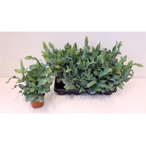 Phlebodium blue star 9Ø 25cm