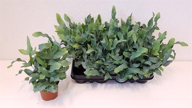 Phlebodium blue star 9Ø 25cm