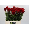 Dahlia Red Cap