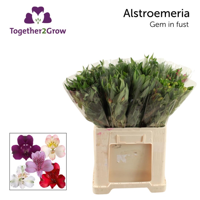 <h4>ALSTR GEM IN FUST Mix</h4>