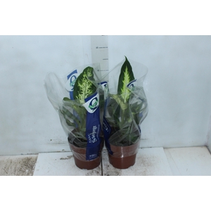 DIEFFENBACHIA VARIADO P17