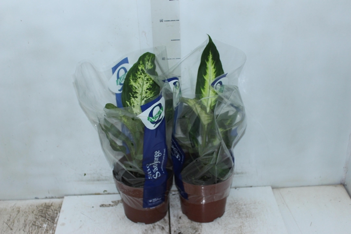 <h4>DIEFFENBACHIA VARIADO P17</h4>