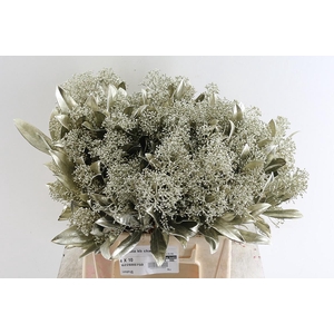 Skimmia Kb Champagne