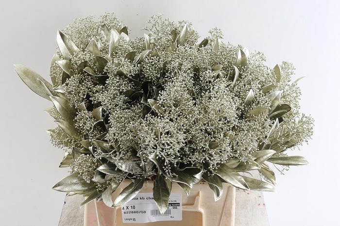 <h4>Skimmia Kb Champagne</h4>