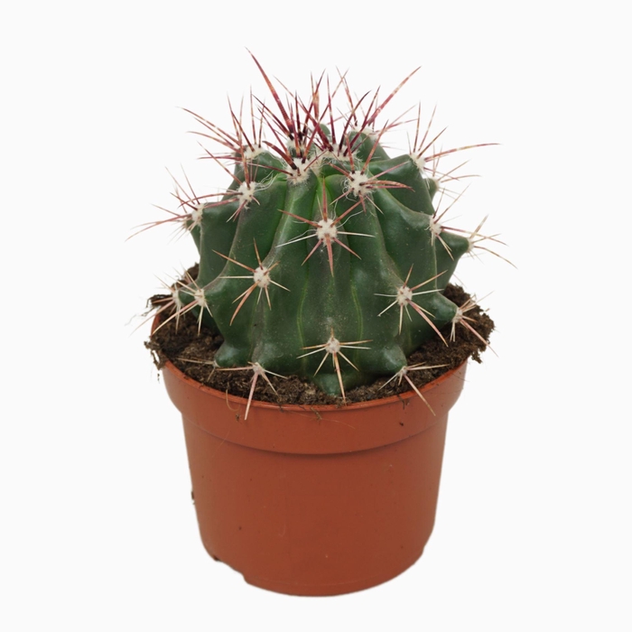 <h4>Ferocactus pilosus</h4>