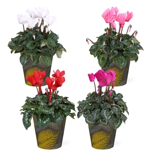 Cyclamen in Smartcup Autumn Dark