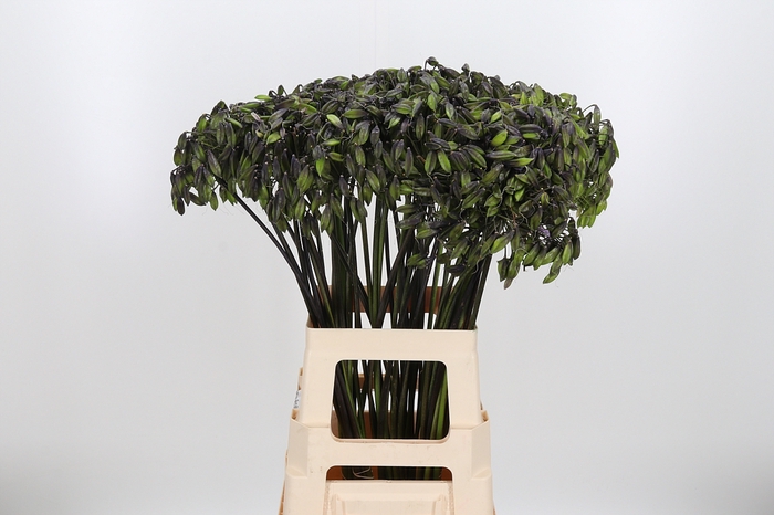 <h4>Agapanthus Zaad Zwart</h4>