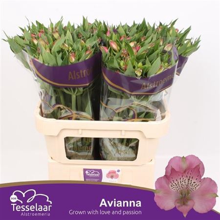 ALSTR AVIANNA