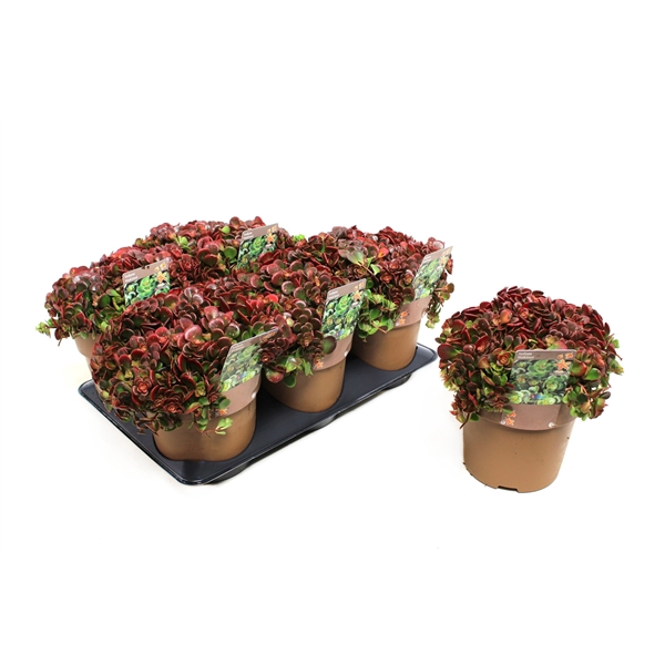 Sedum Makinoi