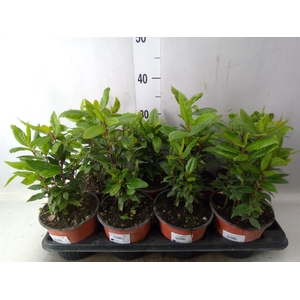 Laurus nobilis