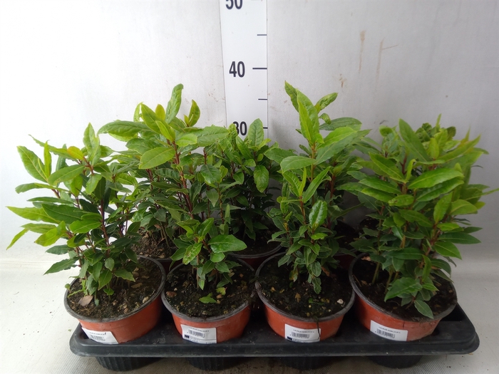 <h4>Laurus nobilis</h4>