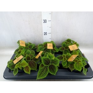 Pilea alumi