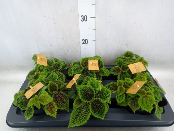 <h4>Pilea alumi</h4>
