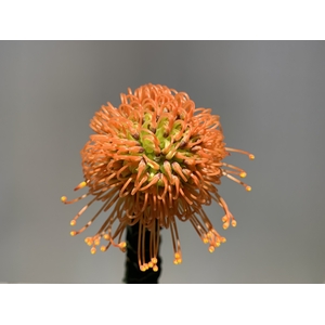 Leucospermum Cordifolium
