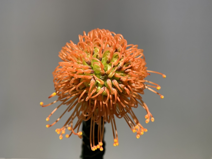<h4>Leucospermum Cordifolium</h4>