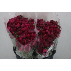 Ran Elegance Hot Pink