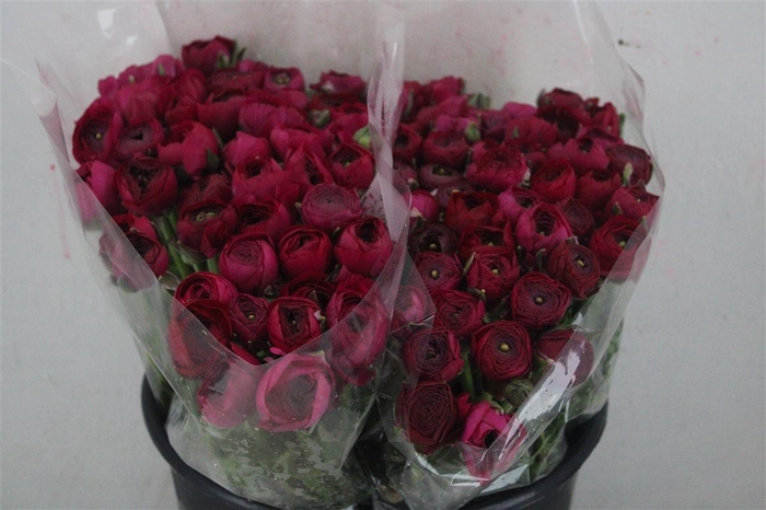 <h4>Ran Elegance Hot Pink</h4>