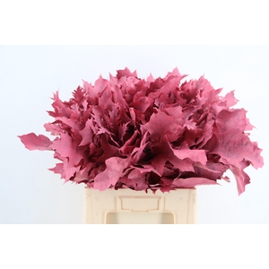 QUERC RUBRA 60CM FROST CORAL