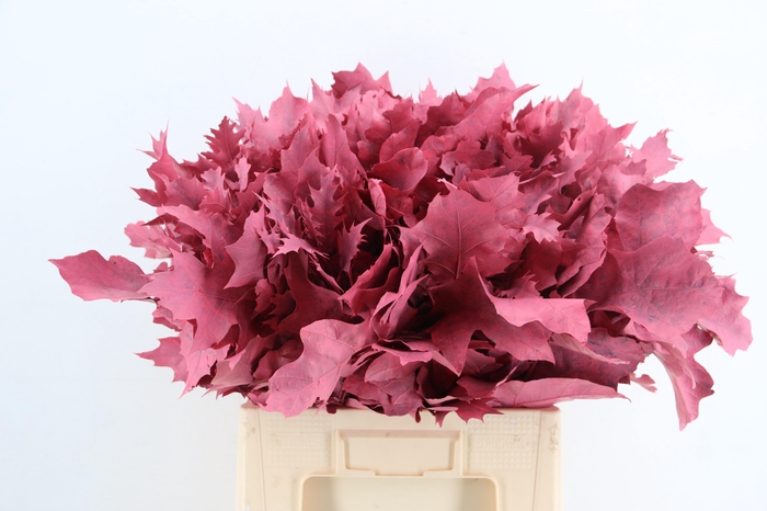 <h4>QUERC RUBRA 60CM FROST CORAL</h4>