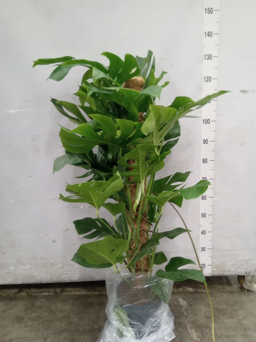<h4>Monstera pertusum</h4>