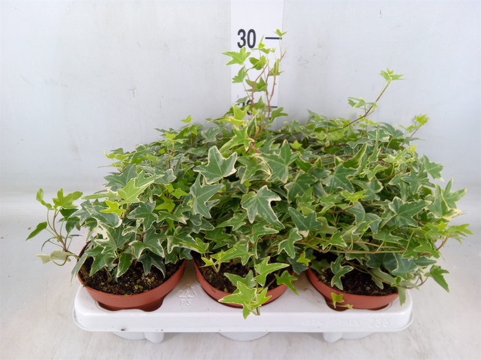 <h4>Hedera helix 'Mona Lisa'</h4>