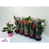 Anthu An Gem 4+in Deco Pot