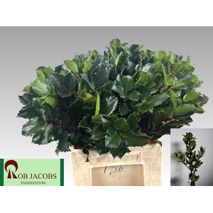 ILEX BL M BLU PRINCE