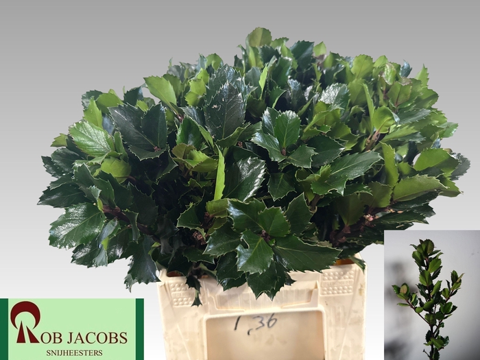 <h4>ILEX BL M BLU PRINCE</h4>